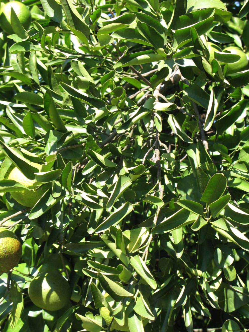              Sun leaves (Winter Haven, FL)       